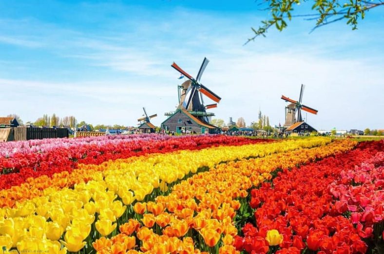  Khung cảnh tuyệt đẹp của vườn hoa Keukenhof ở Hà Lan